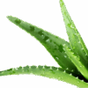 Phytoreafirmante Aloe Q10
