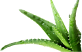 Phytoreafirmante Aloe Q10