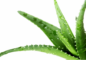 Phytoreafirmante Aloe Q10