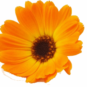 Aceite Esencial de Caléndula