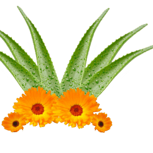 Aloe Caléndula Gel Cedro Conductor