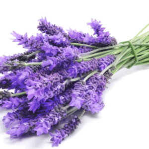 Aceite Esencial de Lavanda